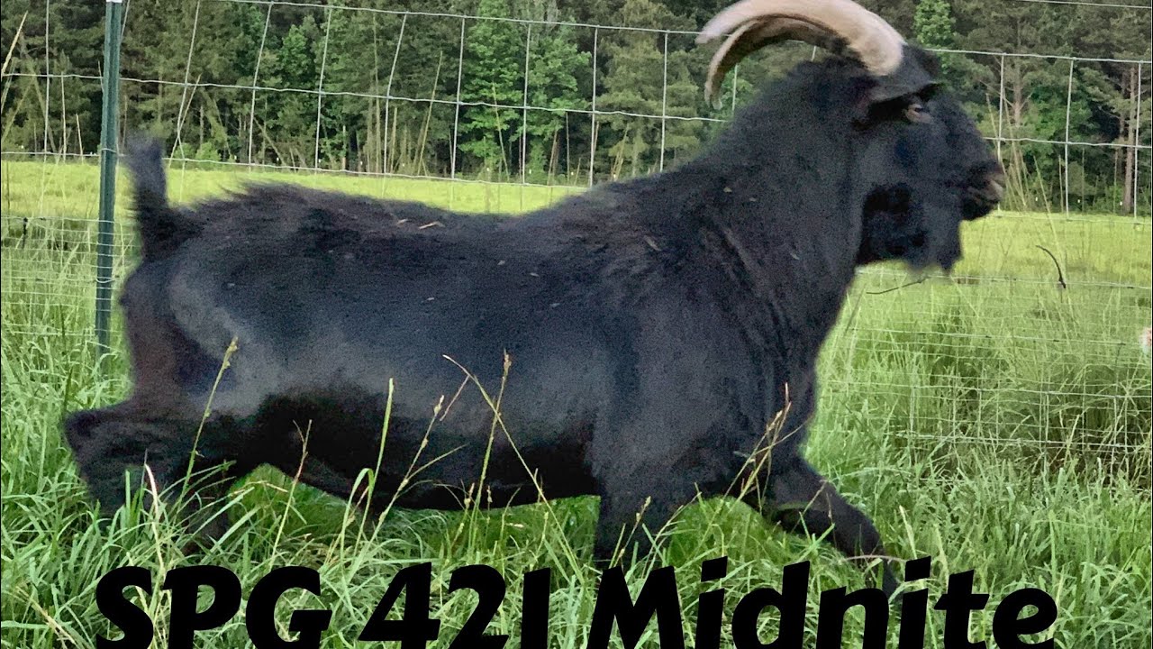 Huge Kiko Buck! Video’s Don’t Do Justice!