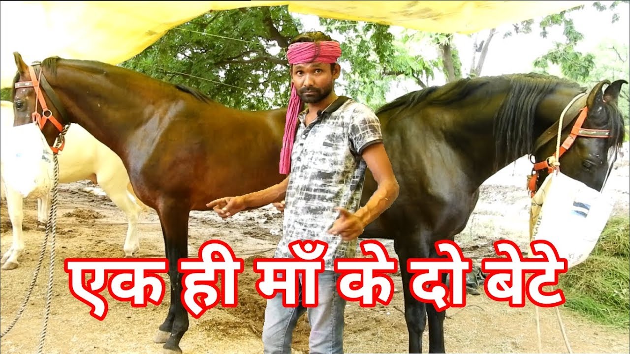 50 घोड़े लेकर आए थे नाजिम भाई AKLUJ घोडा बाजार मे