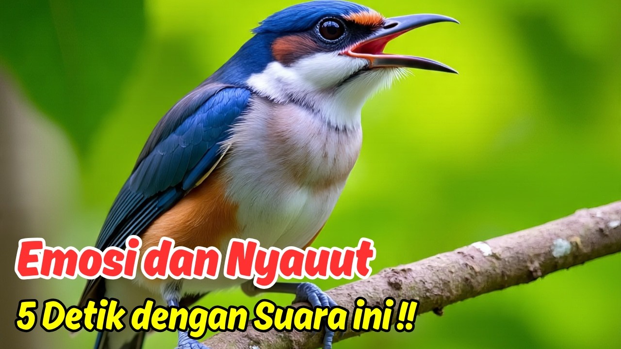 Pancingan Murai Batu Gacor Kenceng Biar Cepat Ngeplong