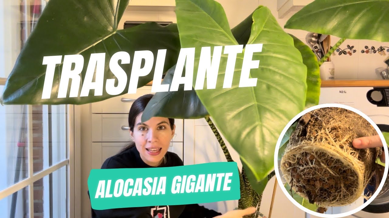 Cómo Trasplantar una Alocasia paso a paso: Tips para beneficiar su desarrollo!