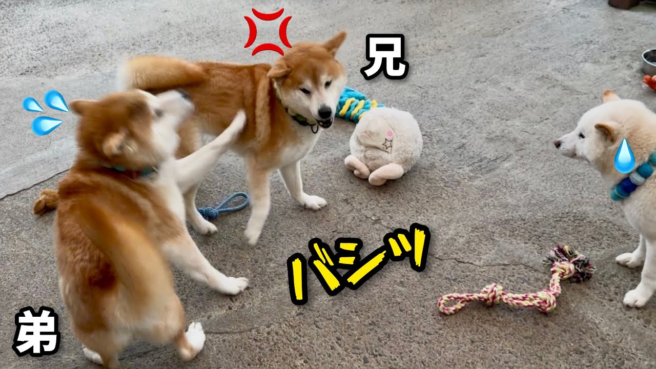 怖い兄柴犬を小突いた結果、秒で逃げる弟柴犬がかわいい