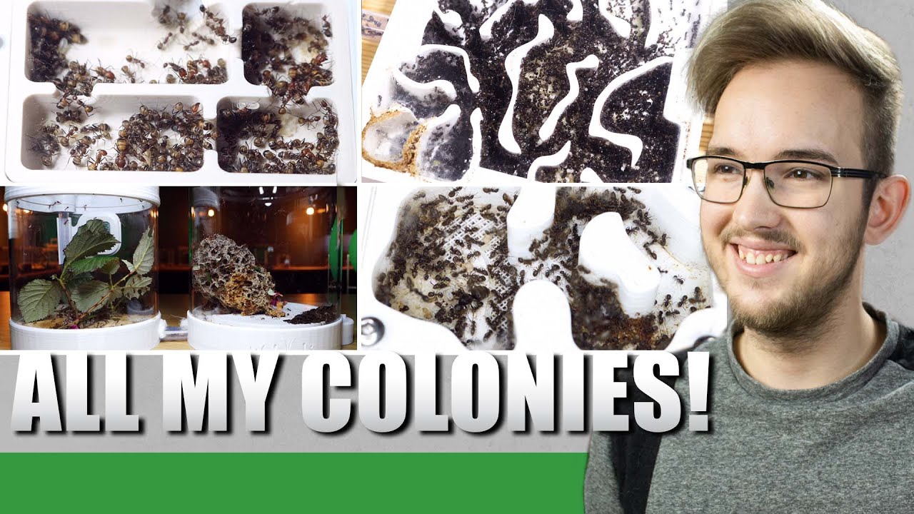 ALL MY ANT COLONIES | Start 2022 - Ant Holleufer
