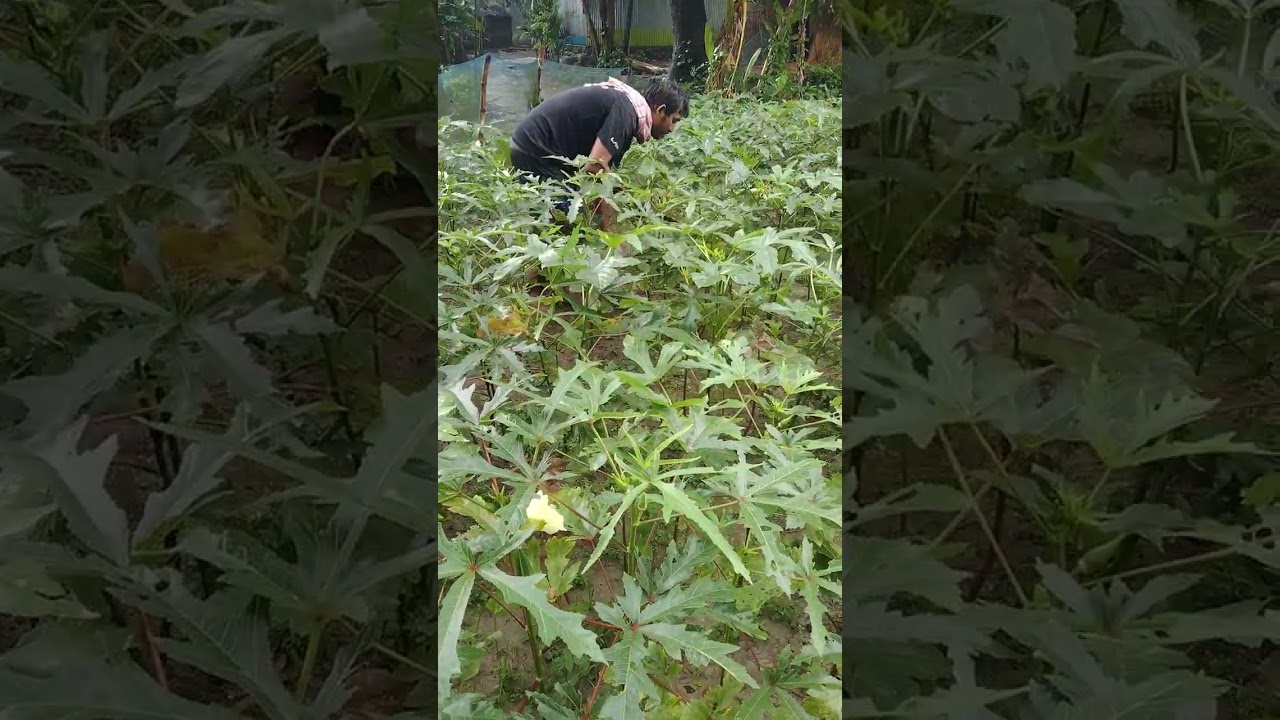 ঢেঁড়স বড় হলে  ক্ষেত  থেকে কিভাবে তোলা হয়