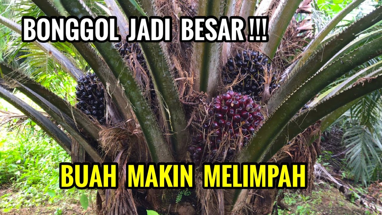 6 Kunci membesarkan bonggol sawit yang sudah menghasilkan agar produksi makin maksimal