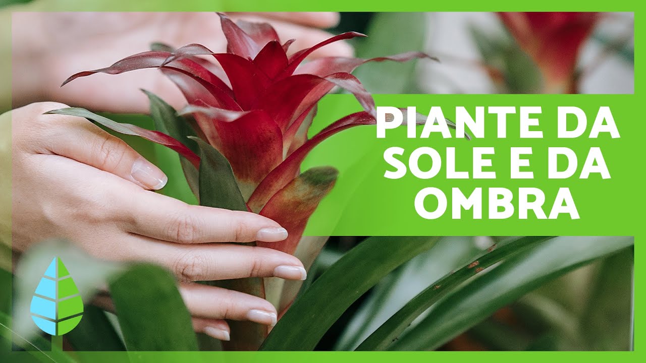 10 PIANTE di SOLE e OMBRA 🪴☀️ (Piante da interno ed esterno)