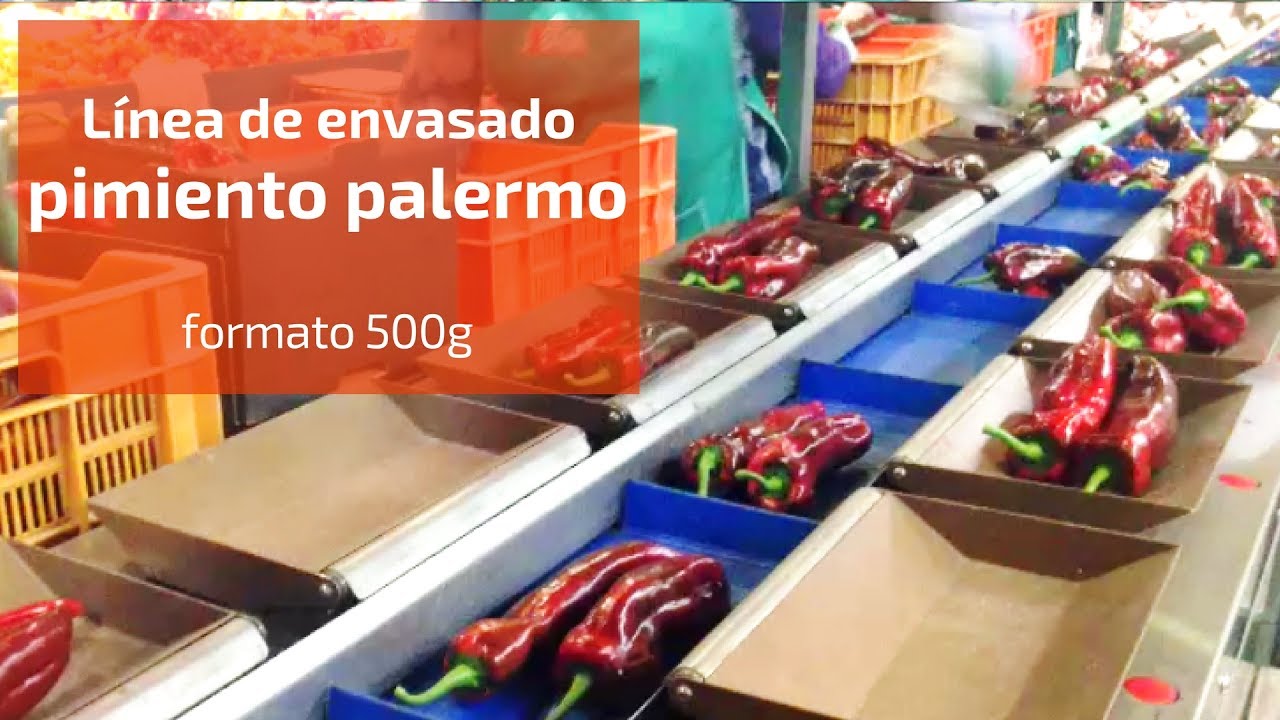 LINEA DE PIMIENTO PALERMO PROGRAMA 500 GR