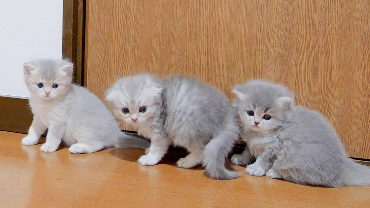 Маленькие котята такие милые: они бегают в поисках еды и мяукают...