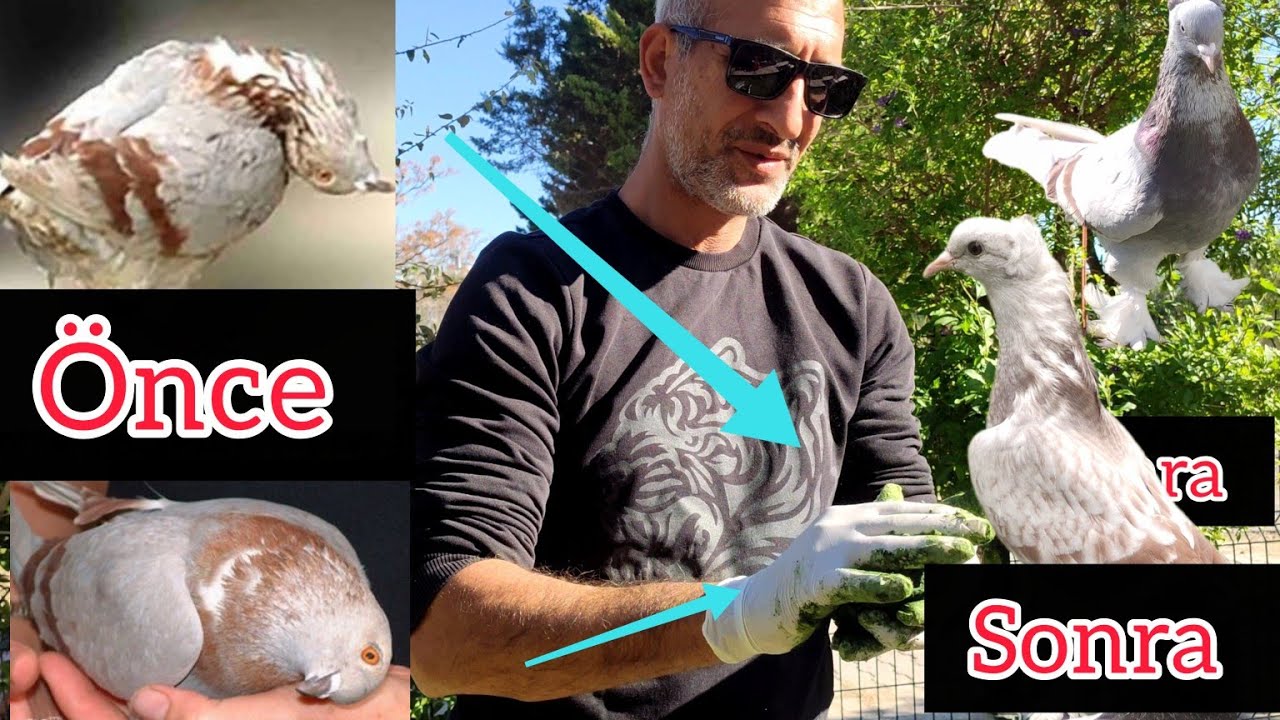 GÜVERCİN KURUMA İSHAL SALMONELLA ÖLÜM derdine Son DEV KARIŞIM