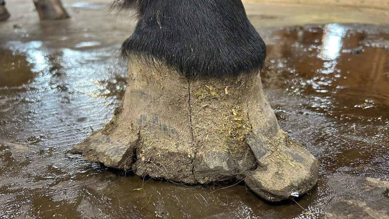 DEFORMED HOOF Treatment and Horseshoe