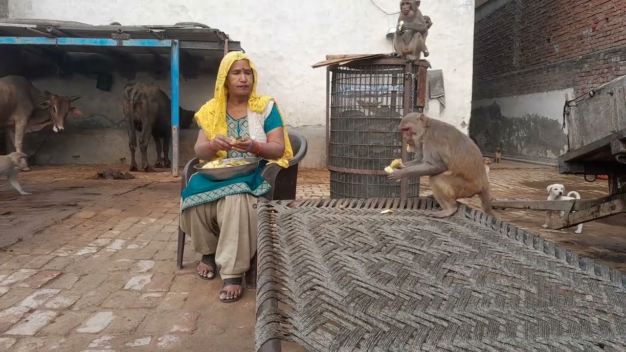 आज आप सभी देख लो कैसे होती है हमारे दिन की शुरुआत अपने प्यारे नन्हे🐒 मुन्नू 🐵के साथ😍❤️💥