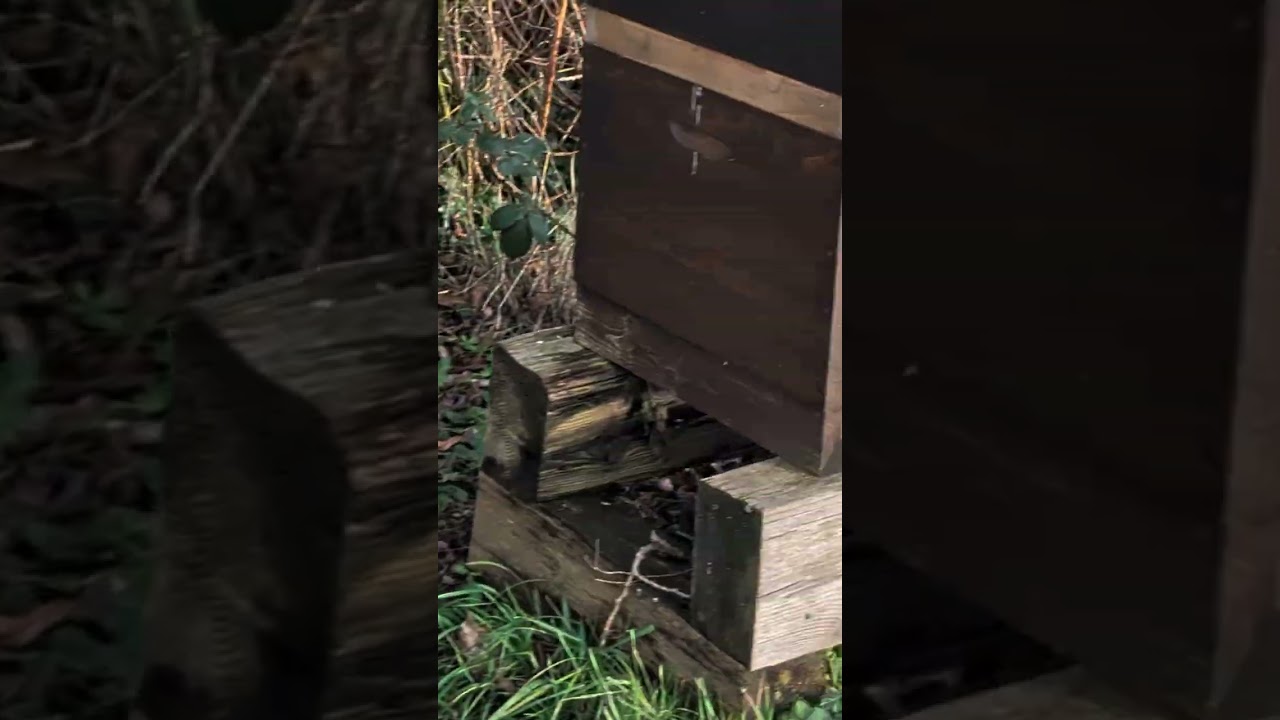 Bienenflug am 13. Januar 2026 Haselpollen werden eingetragen