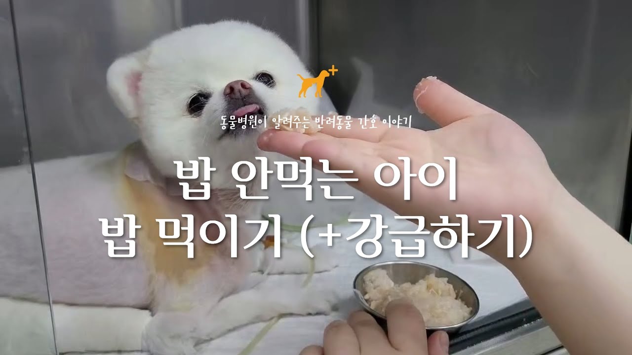 📍밥 안먹는 강아지 밥먹이기, 강급하기📍동물병원에서 밥 먹이는 방법 | 동물병원이 알려주는 간호이야기