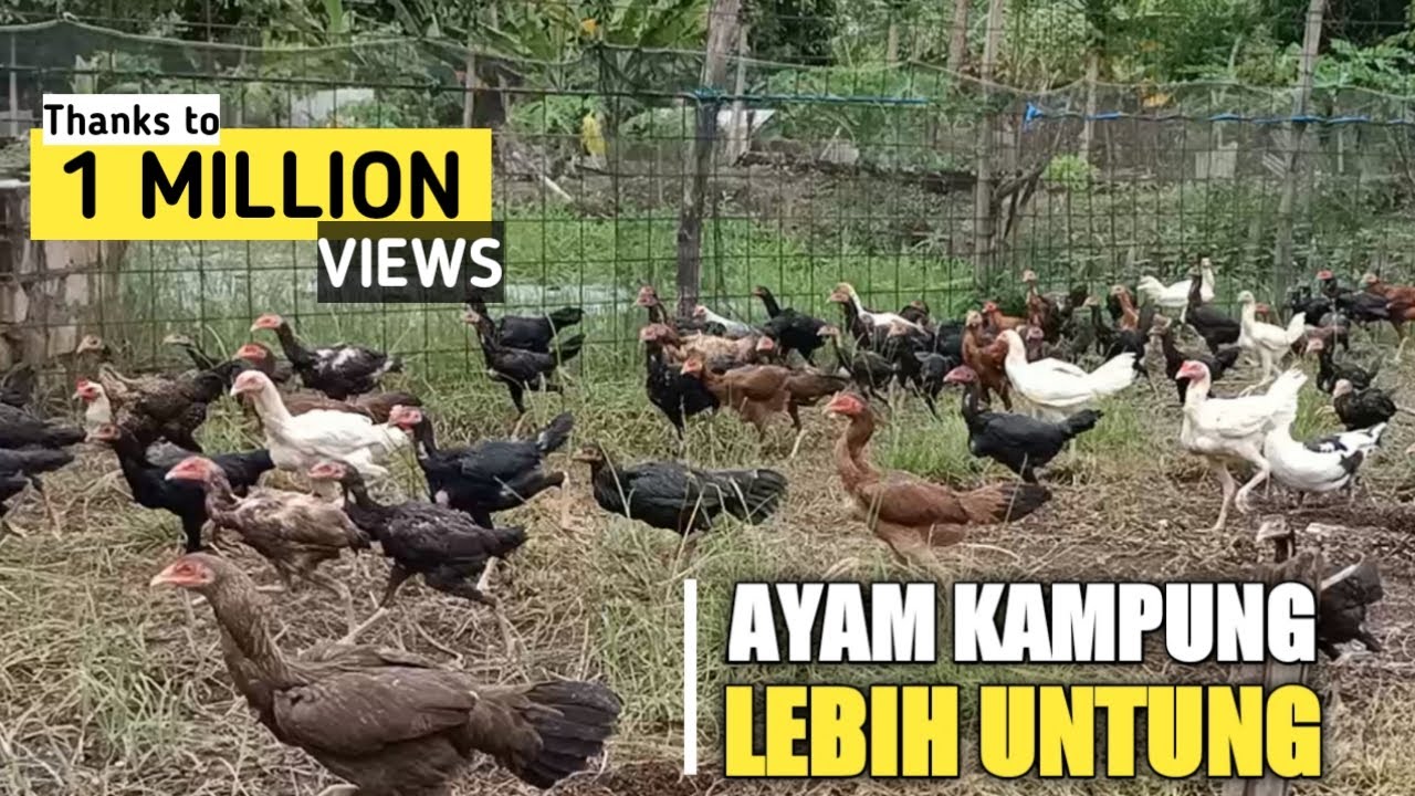 SUKSES TERNAK RATUSAN AYAM KAMPUNG DENGAN KANDANG SEMI INTENSIF UNTUNG JUTAAN PERBULAN !!!