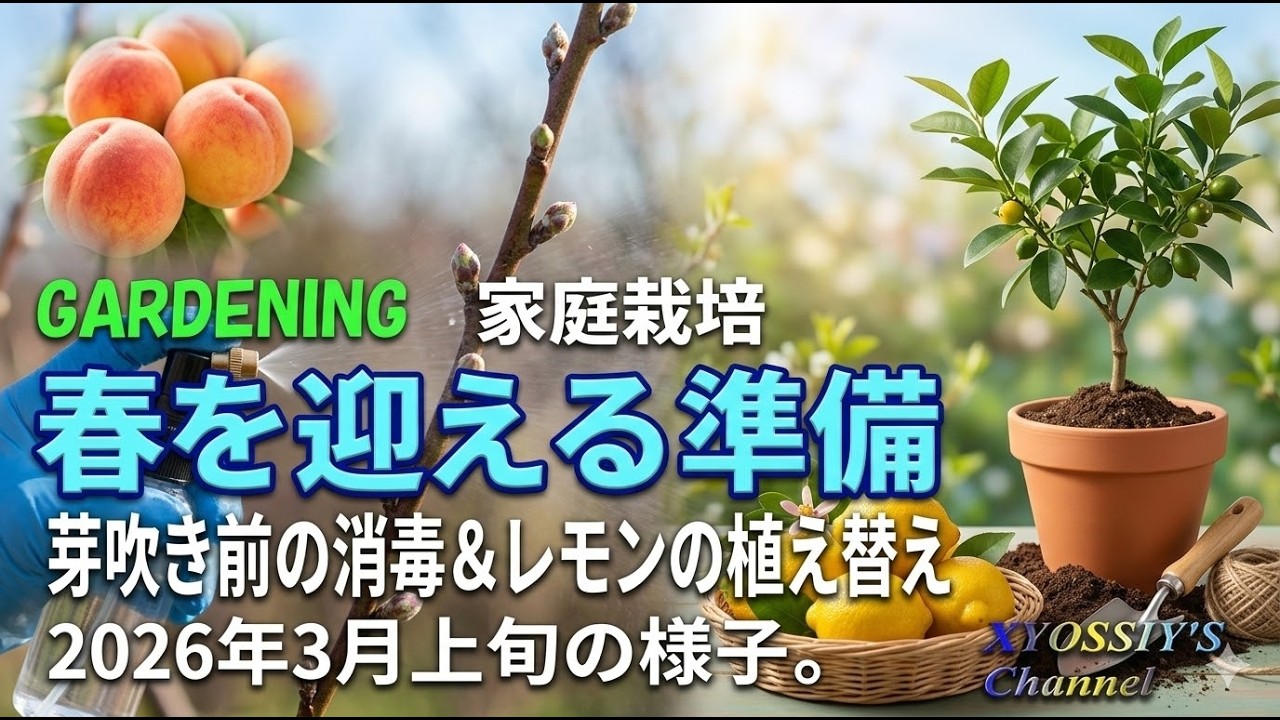 【XYOSSIYの果樹チャンネル】2026年3月上旬の様子　春を迎える準備～桃など消毒＆とげなしレモン植え替えなど～