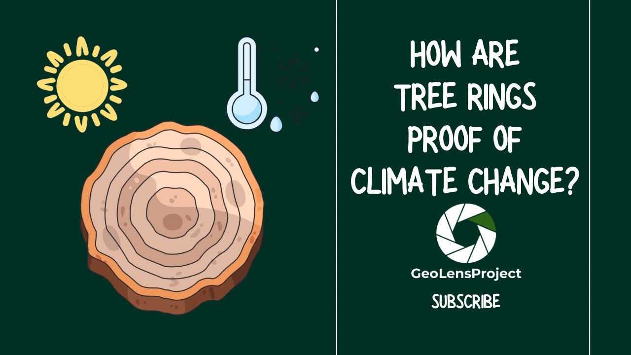 How are tree rings proof of climate change?