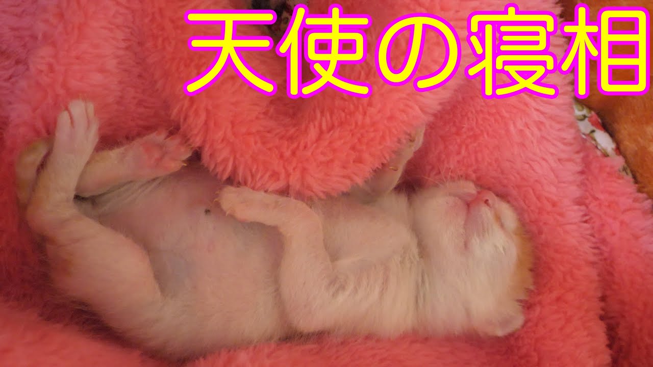 【保護猫】お休み中に両足伸ばしたらカンガルーになった子猫がこちら