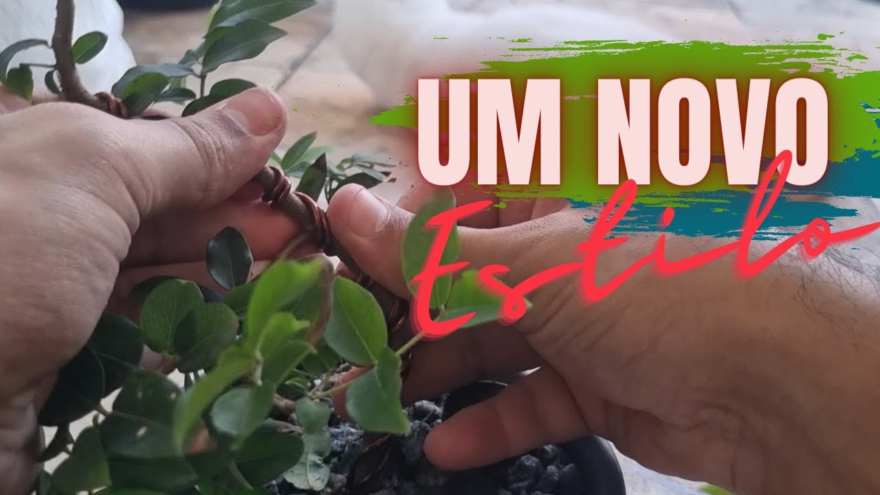 COMO FAZER BONSAI DE JABUTICABA[2]  // VIDEO2 // ARAMA&Ccedil;&Atilde;O E MOVIMENTO #CRIANDOBONSAI