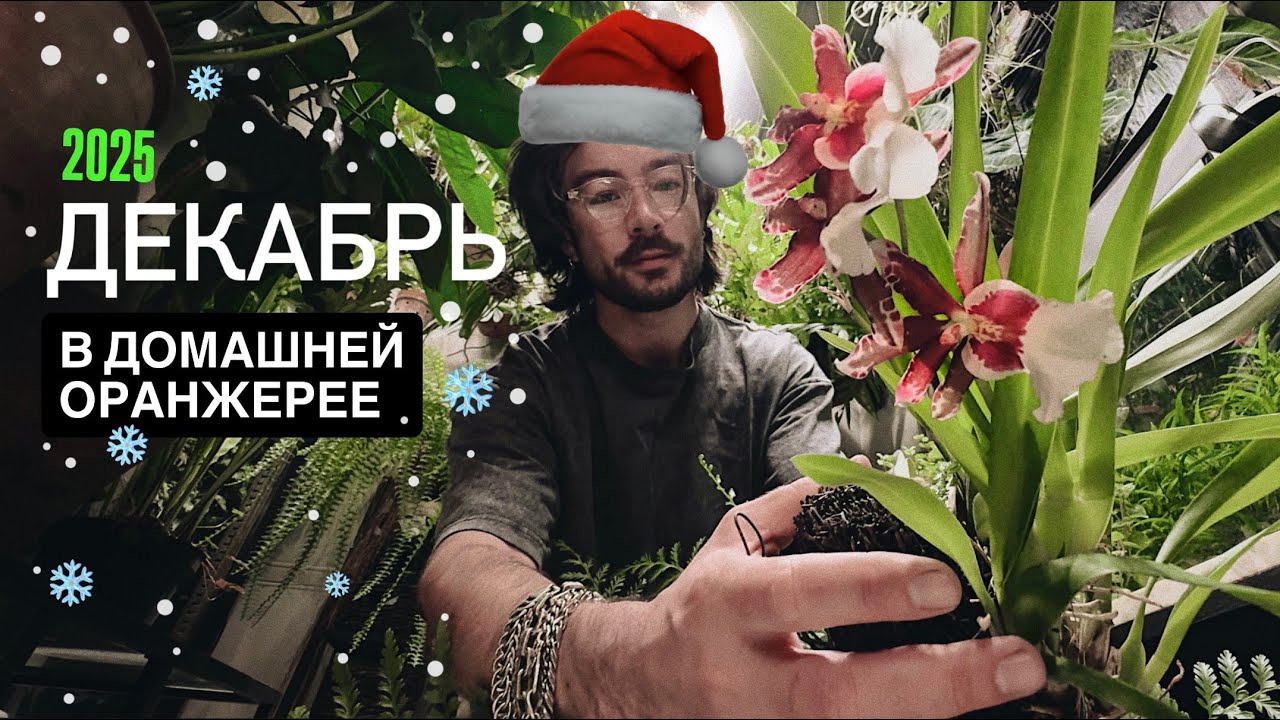ДЕКАБРЬ в домашней оранжерее