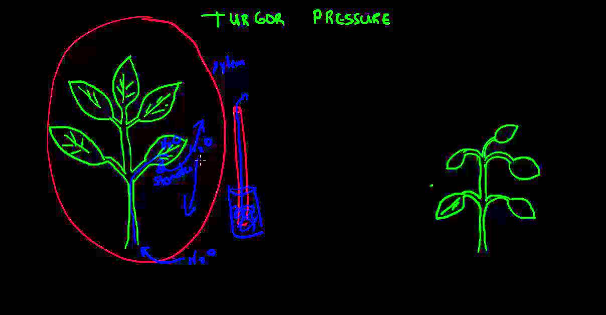 Turgor Pressure