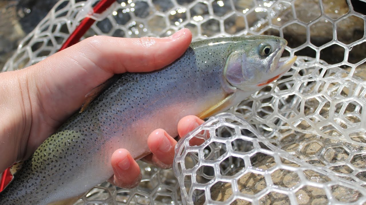 Trout Fishing Up North On The Red Deer River!