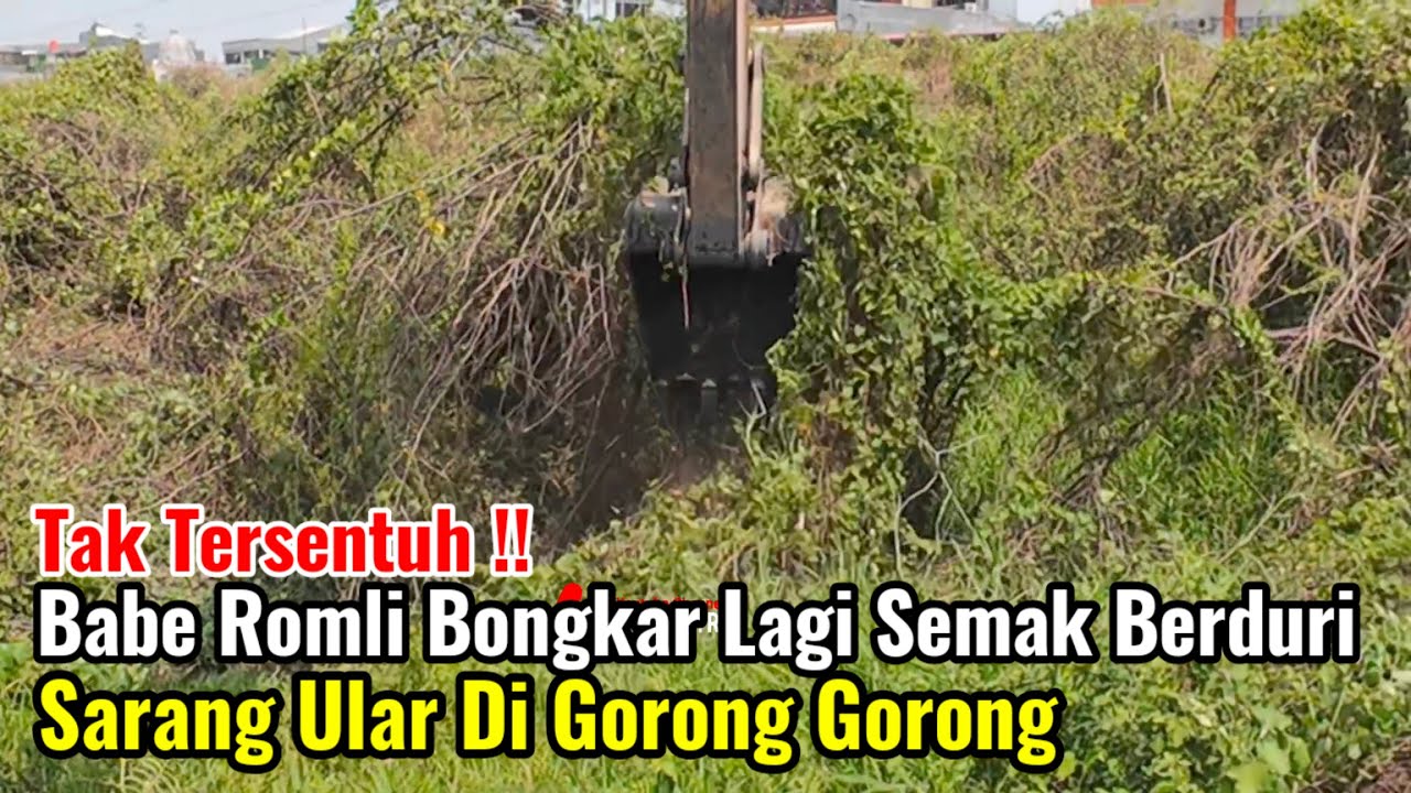 Tak Tersentuh‼️Babe Romli Bongkar Lagi Semak Berduri Sarang Ular Di Gorong Gorong