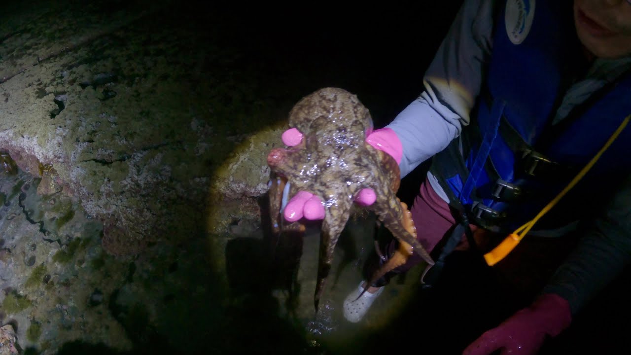 spring coming, super low tide, mid night, Auckland north, got red rock crabs, and a octopus