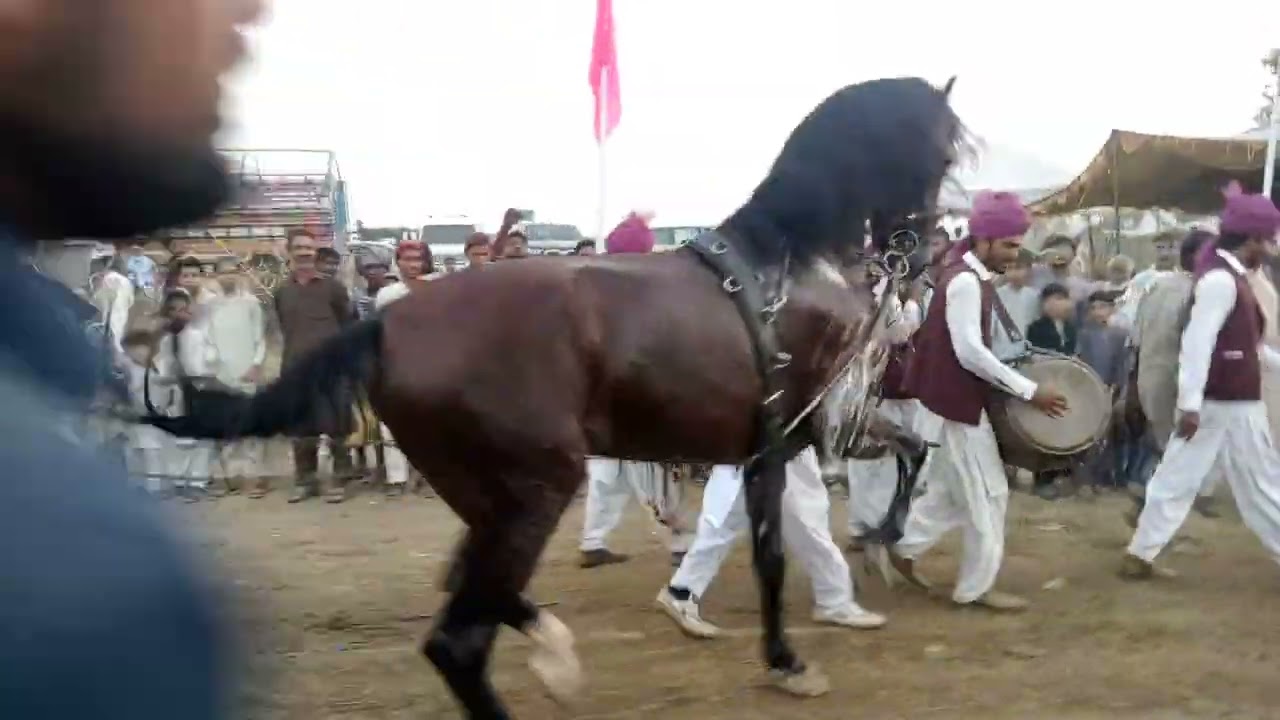 kullo baba darbar shareef manser || mazaar urs || attock || horse 🐎 dance || desi horse dance