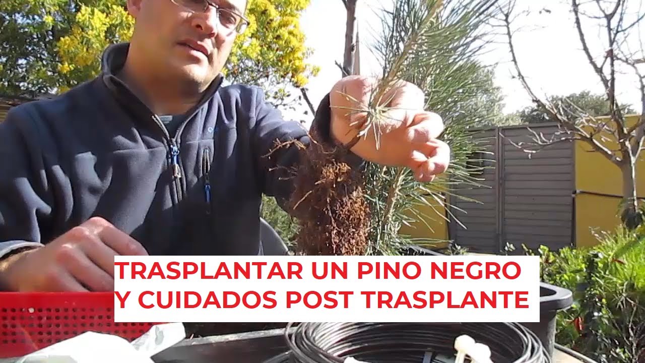 TRASPLANTAR UN PINO NEGRO Y CUIDADOS POST TRASPLANTE