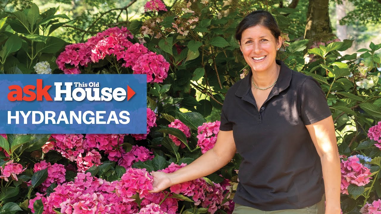 Everything to Know About Hydrangeas | Ask This Old House