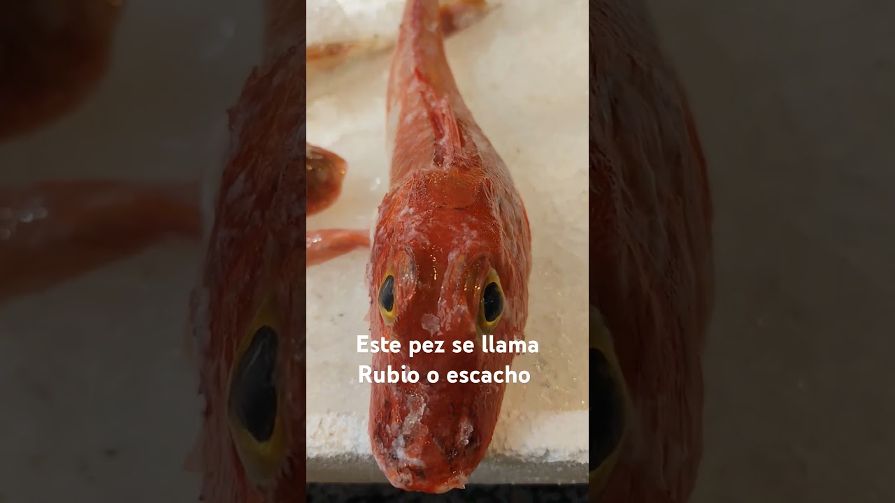 pescado rubio o escacho muy bueno para caldereta pastel estilo cabracho arroz etc #pesca #pescaria