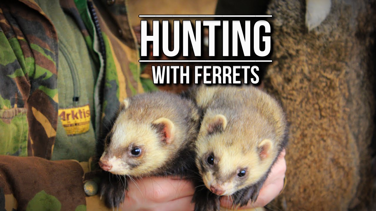 Hunting with Ferrets | TAOutdoors