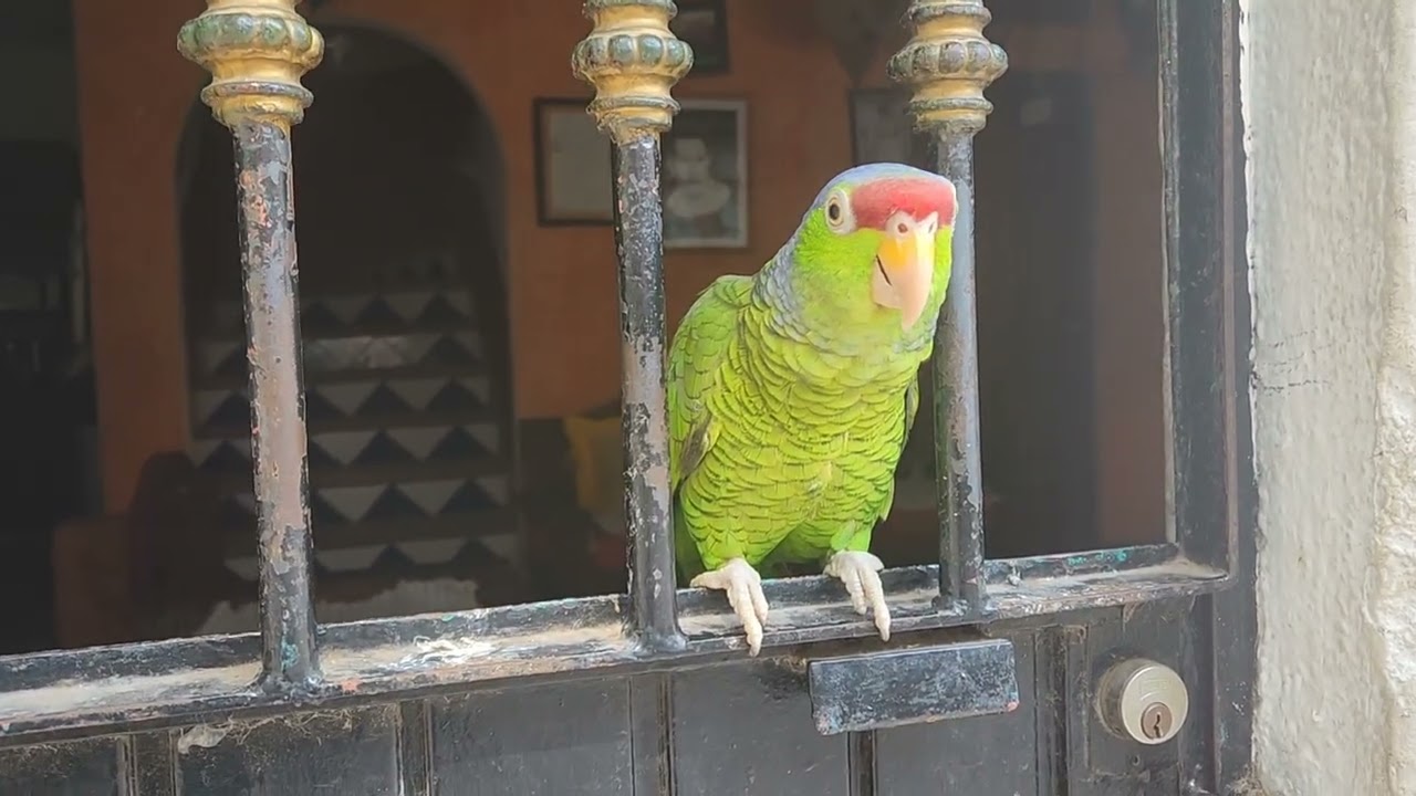 Meet the Neighbor's Parrot !