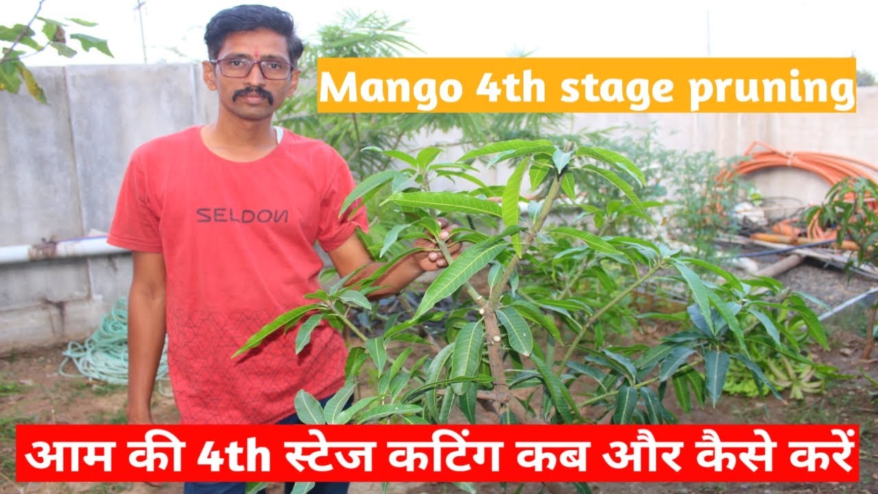 Mango 4th stage pruning | आम के पौधे में कटाई कब और कैसे करे | आम की 4th स्टेज कटिंग कब और कैसे करे|