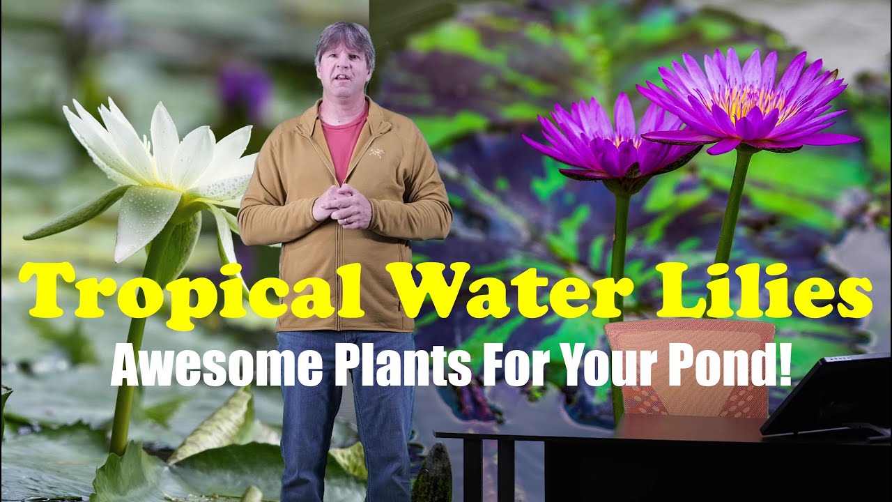 All About Tropical Water Lilies (Why You Should Buy Them!)