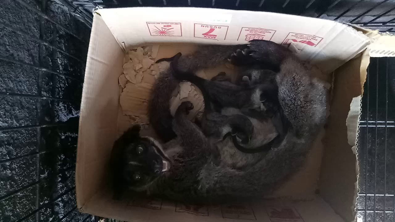 VLOG #2 Musang Melahirkan 3 Anak