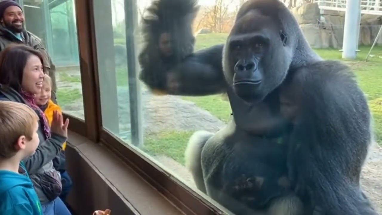 A Gorilla Just Stole the Spotlight 😂 | Pure Animal Comedy Moment