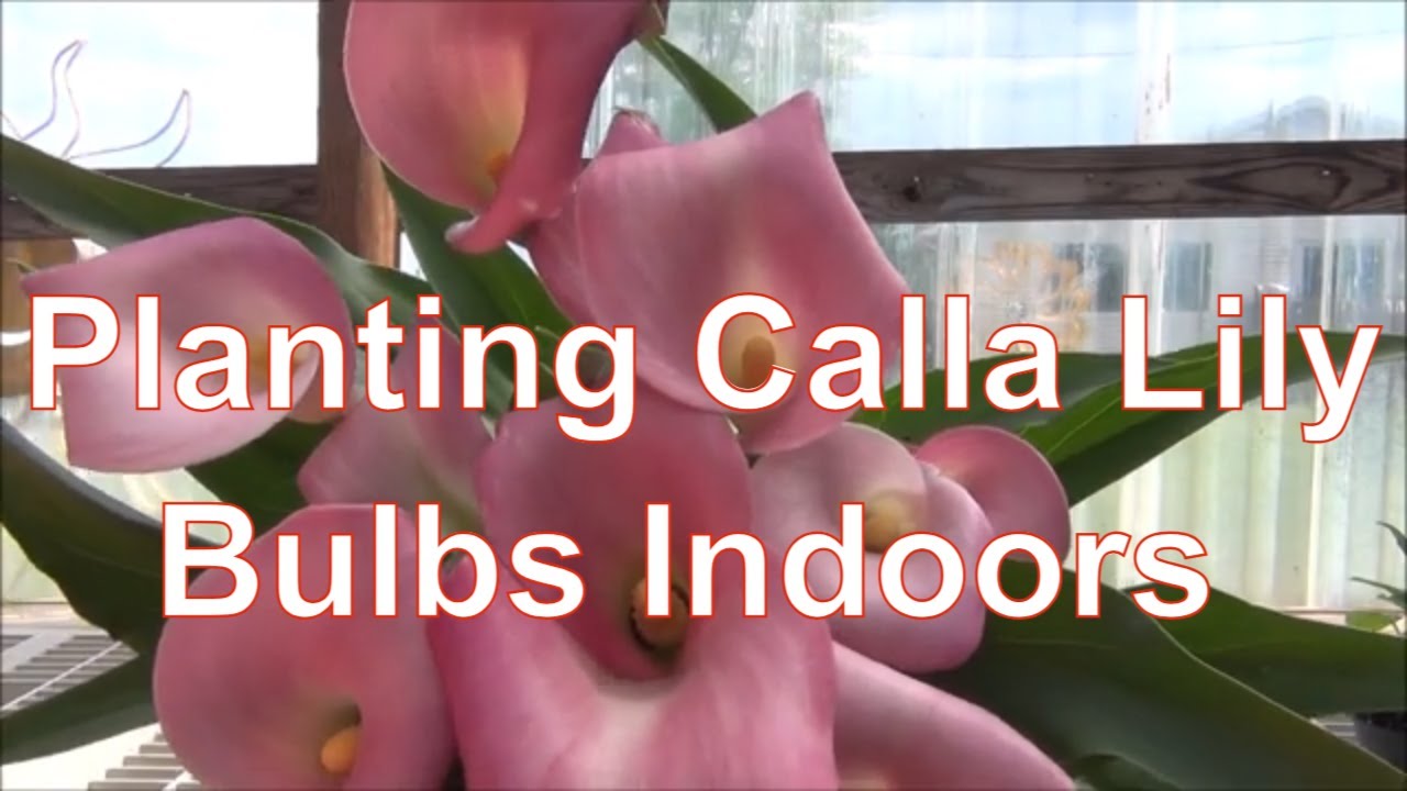 How to Grow Calla Lily Bulbs / Planting Calla Lily Bulbs