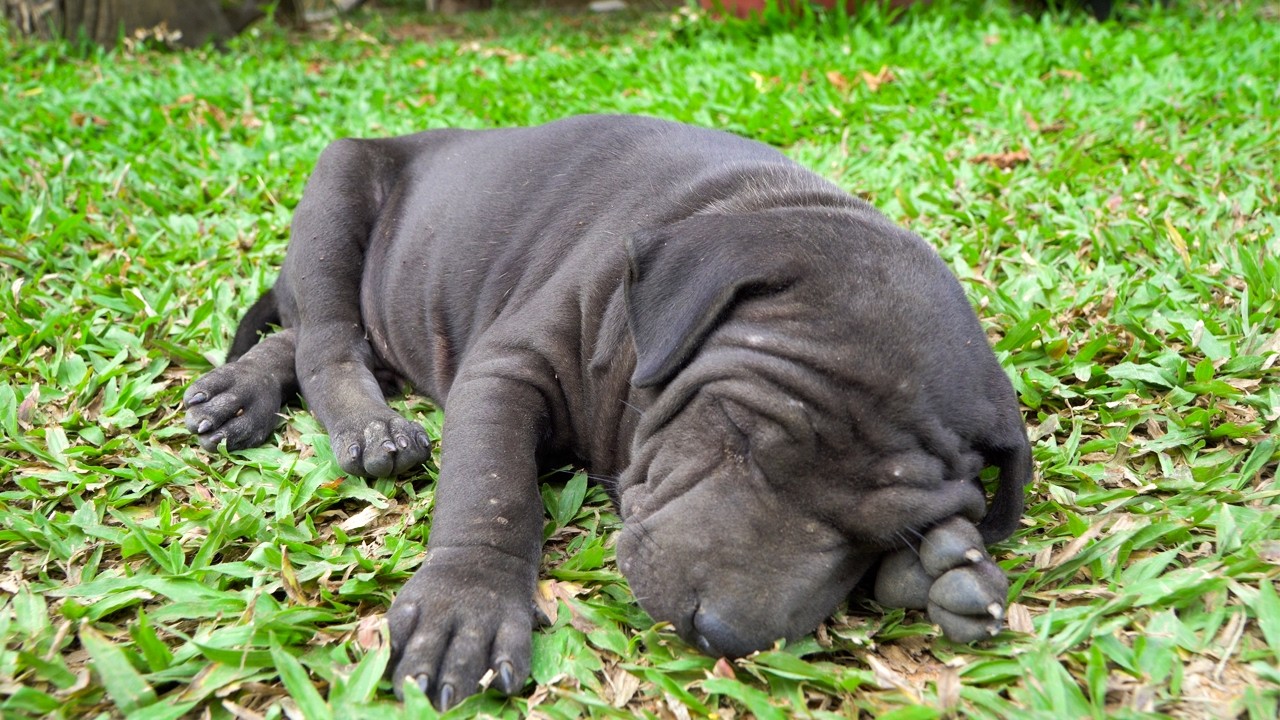 Funny Cutest Puppy Sleep While Breastfeeding