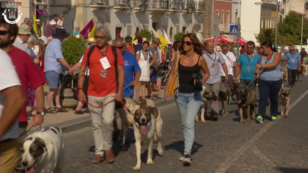 1º Concurso Regional rafeiro Alentejano na Cidade de Loulé em 2017