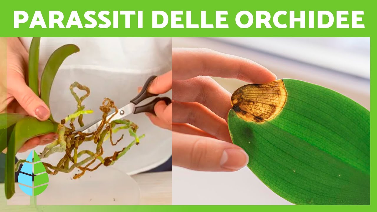 7 MALATTIE COMUNI delle ORCHIDEE 🌸 (Cure per le Orchidee)