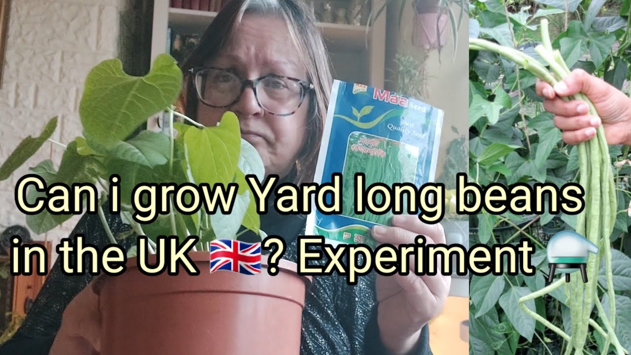 Can I grow Yard long beans in the UK 🇬🇧? Experiment ⚗️