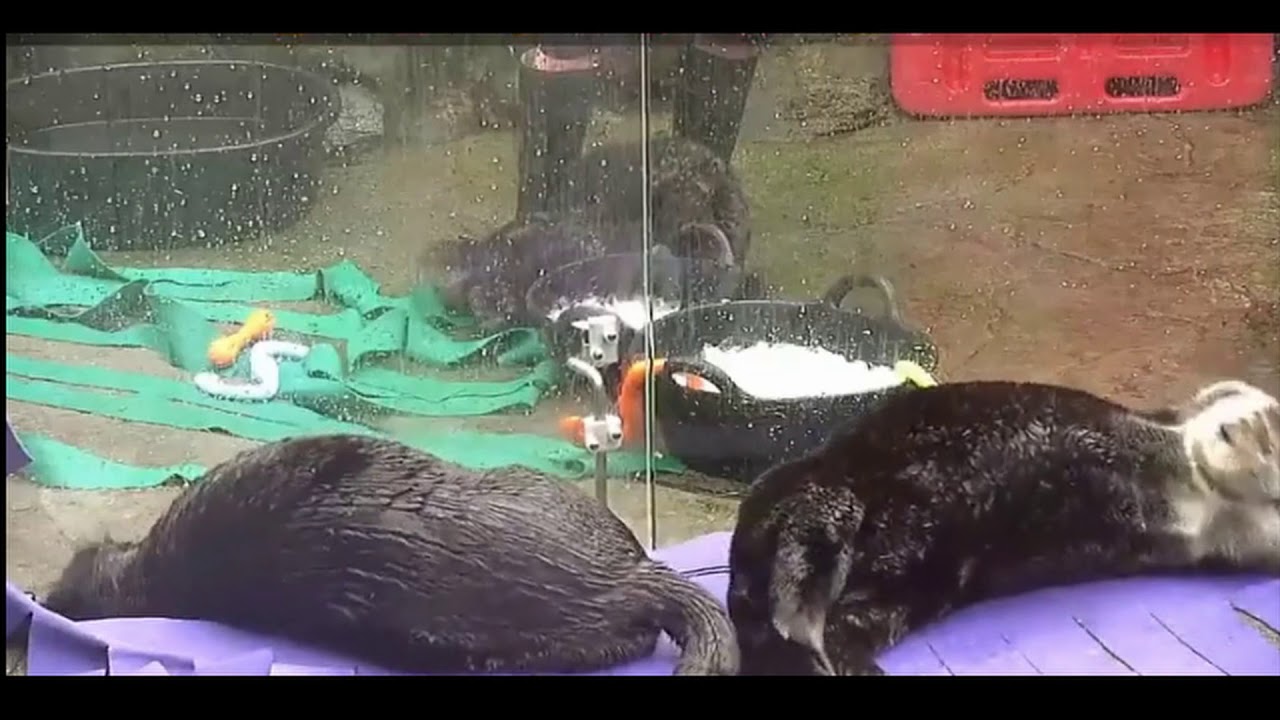 my brain, when I watch otters