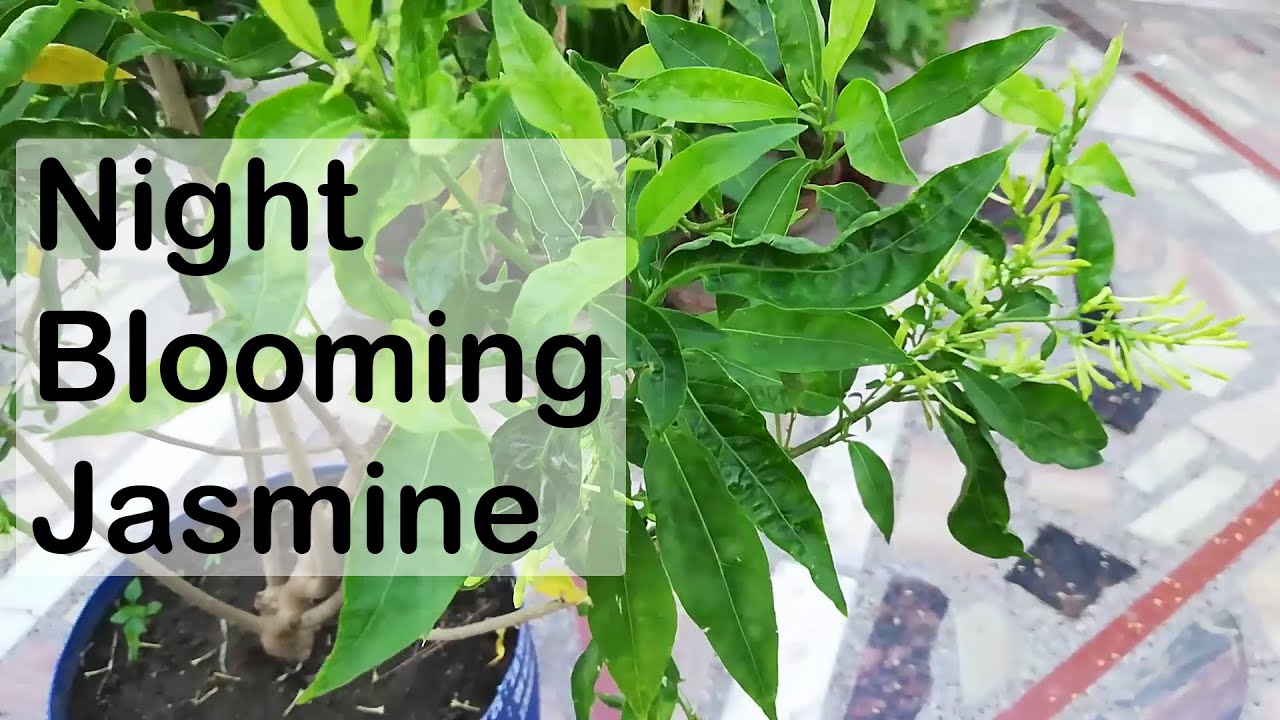 Night Blooming JASMINE Leaves Turning - Disease And Insect Control