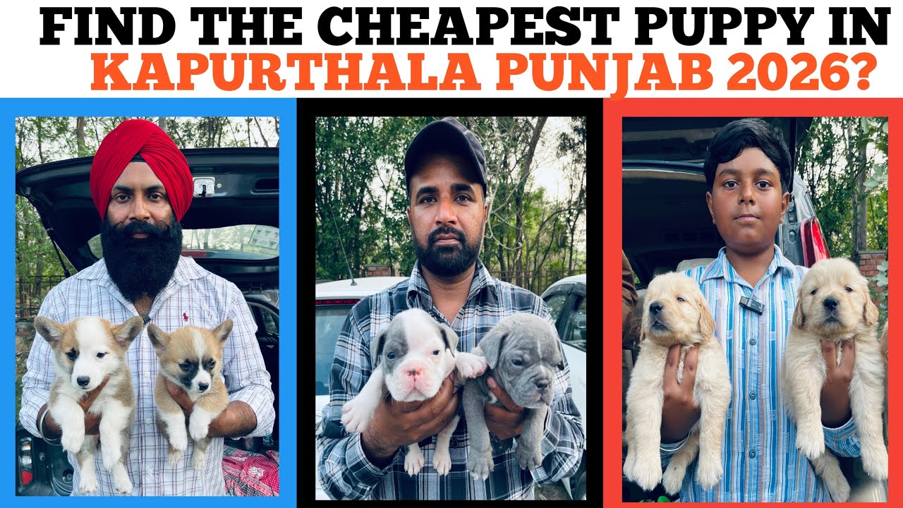 Find the CHEAPEST Puppy in Kapurthala Punjab 2026?