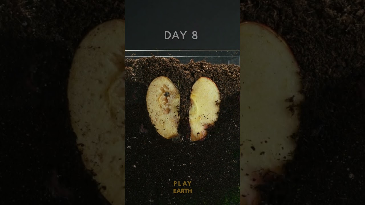 The decay of apples in a earth worm box