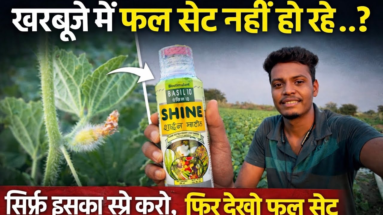खरबूजा में फल सेट नहीं हो रहे तो , एक बार इसका स्प्रे करो || kharbuja ki kheti || @Ajay-kisaan 