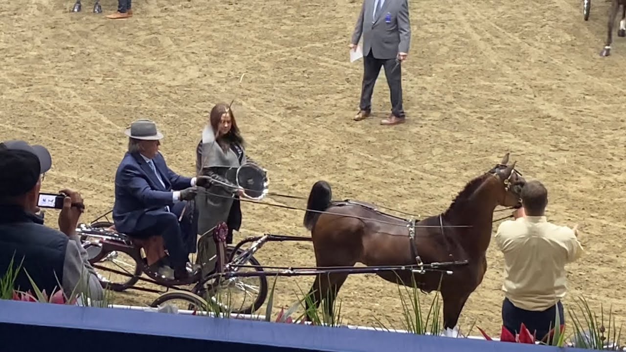 ✨Hackney Pony Open The Royal Agricultural Winter Fair Fine Harness Carriage Driving 2025 Horse Show✨