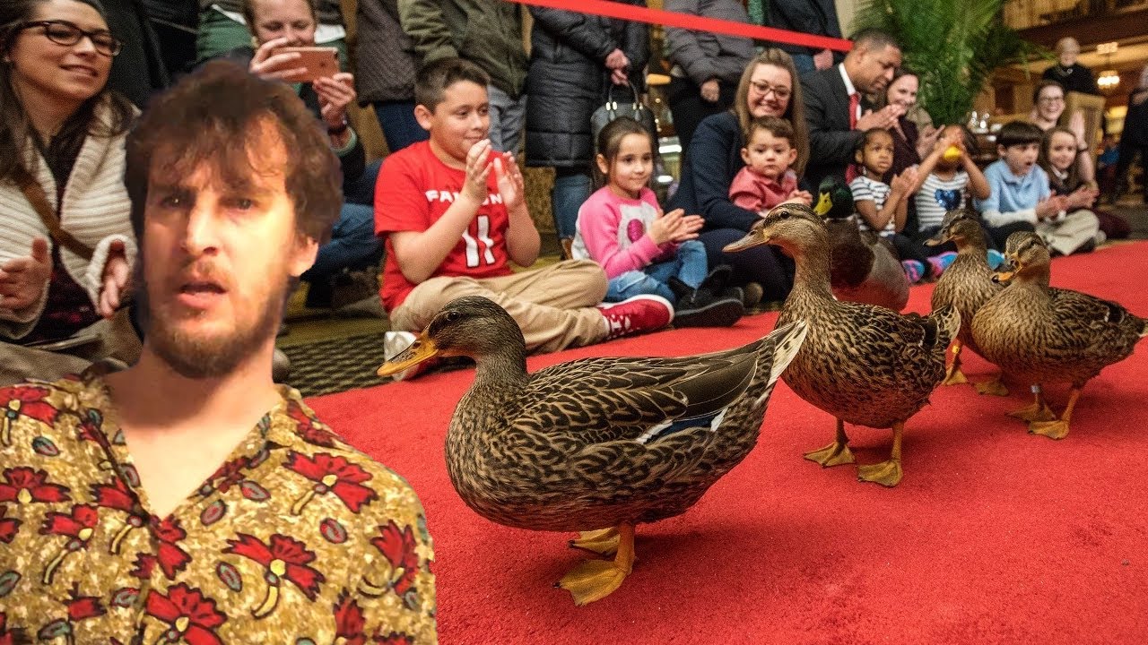 LET'S GO SEE SOME DUCKS! The Peabody Ducks Song