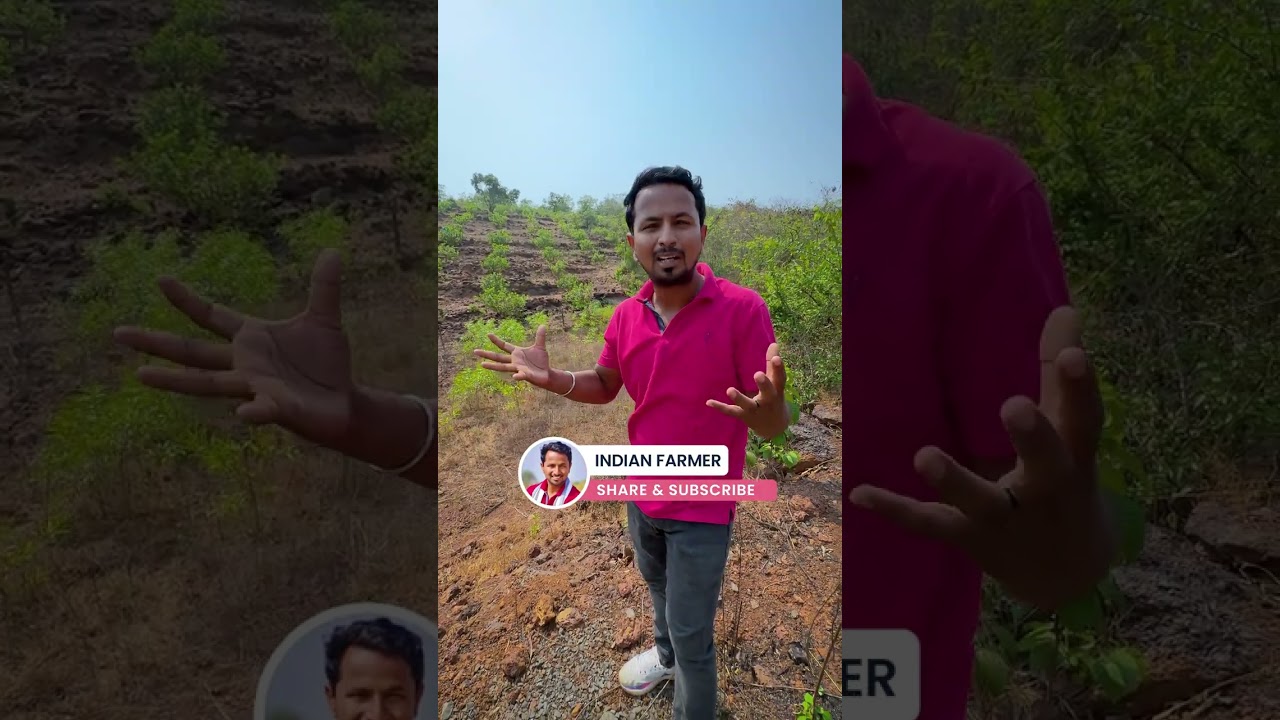 1000rs. kg fruit farming 🌄❓ Kaju Farming on Mountain || #shorts #indianfarmer