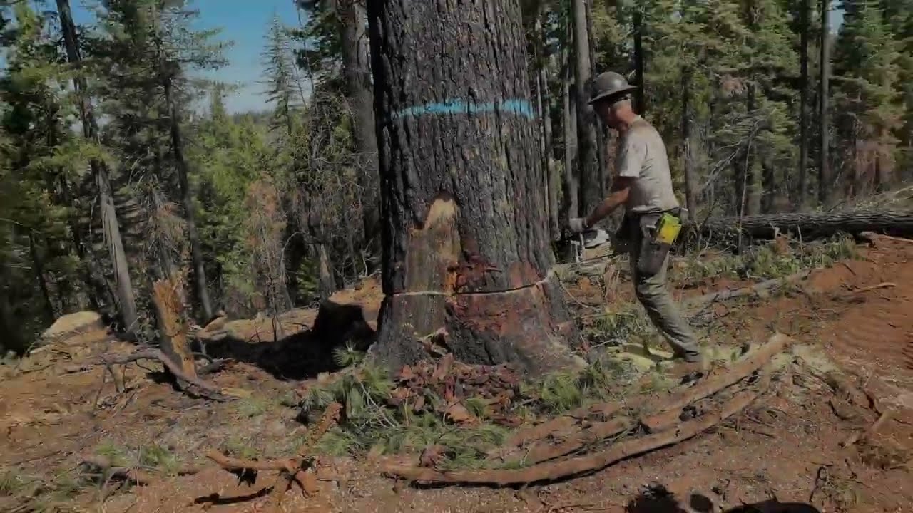 Logging Tree saw Black rock